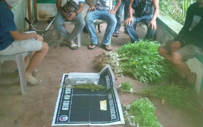 <p><strong>MARIJUANA PLANTS</strong>. Some of the 390 pieces of marijuana plants that were uprooted by the police from a plantation in Hinoba-an, Negros Occidental on Dec. 4, 2022. Suspect Bryan Desierto (right) was arrested during a buy-bust, which eventually led the police to discover the plantation. <em>(Photo courtesy of Negros Occidental Police Provincial Office)</em></p>