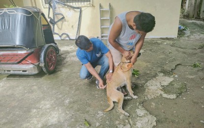 <p><strong>ANTI-RABIES SHOT</strong>. A field worker vaccinates a dog against rabies in this undated photo in Ilocos Sur. A massive anti-rabies vaccination is rolled out in the province to prevent the spread of the viral disease. <em>(Contributed)</em></p>