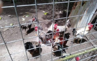 <p><strong>POULTRY BREEDING</strong>. A poultry farm in Negros Occidental during a regular inspection by the Provincial Veterinary Office in this undated photo. Effective Tuesday (Dec. 6, 2022), the provincial government has imposed a total ban on the entry of live birds and poultry products such as meat and eggs from all areas affected by the highly pathogenic avian influenza or bird flu, including Luzon, Mindanao, and the neighboring islands of Panay and Guimaras. <em>(Photo courtesy of Negros Occidental Provincial Veterinary Office)</em></p>