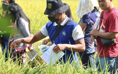 <p><strong>AID TO RICE FARMERS.</strong> About 20,179 rice farmers in the Caraga Region benefited from the fertilizer discount voucher program of the Department of Agriculture (DA) for 2022. DA-13 says on Wednesday (Dec. 7, 2022) PHP10.5 million worth of discount vouchers were released to the rice farmers in the region as of Nov. 15 this year. <em>(Photo courtesy of DA-13)</em></p>