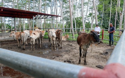 <p><strong>AID TO LIVESTOCK RAISERS. </strong>The Department of Agriculture in the Caraga Region (DA-13) hands over 10 heifers, a bull and feeds to the Esperanza Livestock and Poultry Raisers Association in Agusan del Sur Tuesday (Dec. 6, 2022). The PHP1.5 million project is under the DA's Livestock-based Livelihood and Enterprise Development Program.<em> (Photo courtesy of DA-13)</em></p>