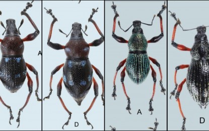 <p><strong>TWO WEEVILS.</strong> Mindanao researchers have found two new species of weevils in the hinterland forests of Misamis Occidental and Misamis Oriental provinces. From left (A and D): male and female<em> Metapocyrtus (Dolichocephalocyrtus) baulorum,</em> respectively; followed by a male and female (second set of A and D) <em>Metapocyrtus (Dolichocephalocyrtus) malindangensis. </em>All species are considered "species novum," a species new to science. <em>(Image courtesy of Acta Biologica Universitatis Daugavpiliensis, Volume 22, No. 1/2022)</em></p>