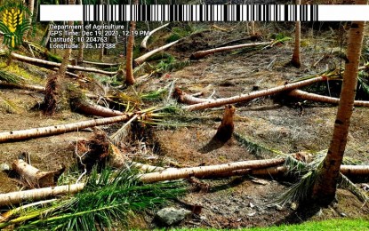 <p><strong>DAMAGED.</strong> Some of the coconut trees in Southern Leyte toppled by Typhoon Odette in this Dec. 19, 2021 photo.  A year after the typhoon, only 110,000 coconut seedlings have been provided to farmers to replace the more than three million coconut trees damaged during the calamity. <em>Photo courtesy of Philippine Coconut Authority)</em></p>