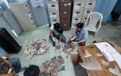 <p><strong>CAPTURED.</strong> Authorities examine dried shark fins weighing a total of 17.4 kilos and with an estimated value of about PHP122,000 that were confiscated at Zamboanga International Airport in Zamboanga City in November 2022. The law states that it is unlawful to fish, take, catch, gather, sell, purchase, possess, transport, export, forward, or ship out aquatic species listed under the Convention on International Trade in Endangered Species of wild fauna and flora Appendices II and III. <em>(Courtesy of BFAR-9)</em></p>