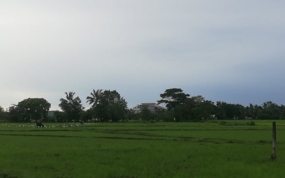 <p><strong>LOWER RPT</strong>. A farmland in the Municipality of Sibalom, Antique. Provincial Board Member Rony Molina said in an interview Wednesday (Jan. 4, 2023) that he would push for the approval of his sponsored ordinance providing a 20 percent discount to Real Property Tax that will benefit particularly farmers affected by Severe Tropical Storm Paeng in November 2022.<em> (PNA photo by Annabel Consuelo J. Petinglay)</em></p>