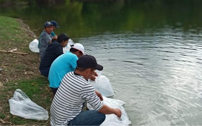 <p><strong>FRESHWATER PRAWNS</strong>. At least 45,000 post-larvae of freshwater prawns were released in at least five small water-impounding dams in Batac City, Ilocos Norte province on Friday (Jan. 6, 2023). The activity is part of the government's effort to boost food security by bringing back life in rivers and lakes. <em>(Photo courtesy of BFAR)</em></p>