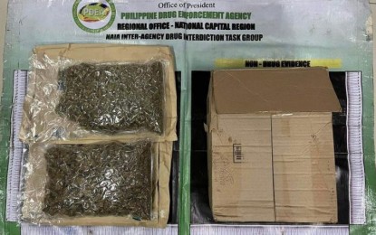 <p><strong>JUNKED.</strong> The bags of marijuana seized during a Philippine Drug Enforcement Agency anti-narcotics operation that resulted in the arrest of Juanito Jose Remulla III on October 2022. The court noted that the prosecution failed to present evidence that the accused knew the parcel he received contained marijuana and raised questions about the chain of custody of the package. <em>(Courtesy of PDEA)</em></p>