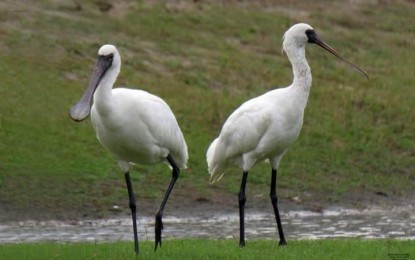 <p><strong>BIRDS SPOTTED</strong>. Migratory spoonbills are sighted in Laoag City, Ilocos Norte province in January 2023. Less than 2,700 Black-faced Spoonbills remain worldwide, making them endangered and protected species in China, Taiwan, North Korea, South Korea and Japan. <em>(Photo courtesy of Richard Ruiz)</em></p>