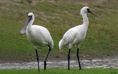 Rare migratory black-faced spoonbills spotted in Laoag