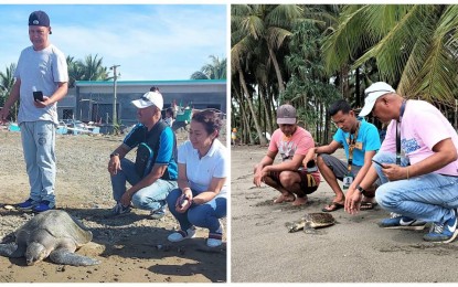 <p><strong>FREED BACK TO SEA</strong>. Environmental workers in Sarangani province free back to their natural habitat the Hawksbill and Olive Ridley sea turtles on separate occasions, after these were rescued and treated in the Marine Wildlife Rescue Center in Malapatan town. The Department of Environment and Natural Resources in the Soccsksargen region said the bay is home to four species of sea turtles. <em>(Photo courtesy of DENR-12)</em></p>