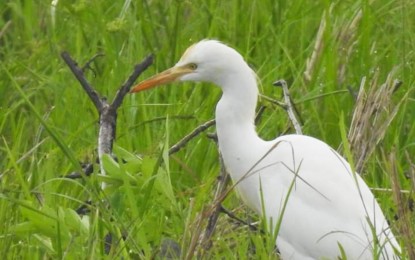 <p><strong>BIRD CENSUS.</strong> An Intermediate Egret is among the 36,592 birds belonging to the 32 water bird species found during the Asian Water Bird Census (AWC) on Wednesday (Jan. 18, 2023) at the monitoring site in Lake Mainit, which spans the towns of Jabonga and Kitcharao in Agusan del Norte. The AWC is done every second and third week of January. <em>(Photo courtesy of CENRO-Tubay)</em></p>