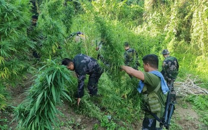 <p><strong>DESTROYED</strong>. Lawmen destroy marijuana plants with an estimated cost of PHP4.7 million in Ilocos Sur province in this undated photo. Authorities said cultivators have been identified and will be the subject of arrest warrants. <em>(Photo courtesy of Ilocos Sur PNP)</em></p>