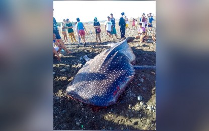 <p><strong>DEAD SHARK.</strong> A lifeless whale shark was found in Barangay San Pedro, San Jose de Buenavista town, Antique province on Sunday (Jan. 22, 2023). The Bureau of Fisheries and Aquatic Resources said the whale shark must have died due to disorientation. <em>(Courtesy of Antique-PIO)</em></p>