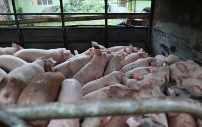 <p><strong>HOG REPOPULATION</strong>. Undated photo shows piglets being distributed by the Department of Agriculture in Bicol as part of its swine repopulation program that will help mitigate the impact of African swine fever (ASF). In the region, 36 towns and cities are now in the pink zones or ASF-free out of the 65 towns and cities that were reported with the disease from 2020 to 2022. <em>(Photo courtesy of DA-Bicol)</em></p>