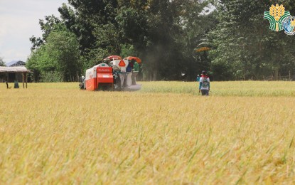 <p><strong>BOUNTIFUL HARVEST.</strong> Mechanization and other interventions provided by the government account for bountiful harvests. In a statement issued Friday (Jan 27, 2023), AGRI Party-list Rep. Wilbert T. Lee, underscored the need to urgently address the lack of post-harvest facilities that could have contributed to high post-harvest losses and soaring food prices. <em>(Photo courtesy of DA)</em></p>