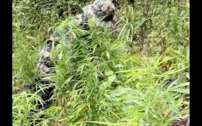 <p><strong>ERADICATION</strong>. Anti-drug operatives discover a marijuana plantation in Kalinga in this undated photo. Police Regional Office - Cordillera director, Brig. Gen. Mafelino Bazar, said on Wednesday (Jan. 25, 2023) that only 3 percent, or about 35 barangays, out of the 1,176 barangays in the region remains drug-affected while the rest are already drug-free. <em>(PNA photo courtesy of PROCor-PIO)</em></p>