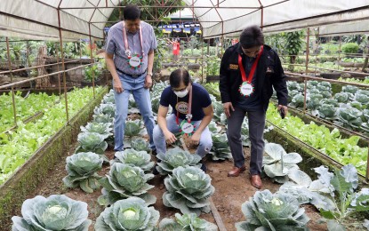 <p><strong>'HAPAG' SA BARANGAY.</strong> Interior Secretary Benjamin Abalos Jr. (center), DILG Undersecretary for Barangay Affairs Felicito Valmocina (left), and Overseas Workers Welfare Administration chief Arnaldo Ignacio inspect cabbages ready for harvest at the launch of the “Halina't Magtanim ng Prutas at Gulay” (HAPAG) project in Barangay Holy Spirit, Quezon City on Tuesday (Jan. 24, 2023). The project aims to help ensure food security in the country. <em>(PNA photo by Joey O. Razon)</em></p>