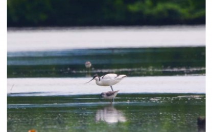 <p><strong>RARE SIGHTING</strong>. A Pied Avocet (Recurvirostra avosetta) was sighted for the first time in Western Visayas along the coastline of Barangay Latasan, E.B. Magalona, Negros Occidental, during the Asian Waterbird Census conducted on Jan. 17, 2023. In the Philippines, its first sighting was recorded in Puerto Princesa City, Palawan almost 22 years ago, on March 8, 1991.<em> (Photo courtesy of DENR-PENRO Negros Occidental)</em></p>