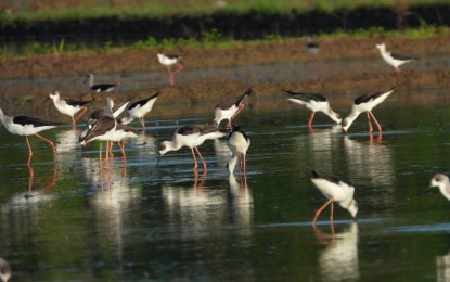 <p><strong>ECO INDICATORS</strong>. Black-winged stilt bird species abound in Sarangani province wetlands and are noted during the Asian Waterbird Census by DENR-12 on Tuesday and Wednesday. The Department of Environment and Natural Resources-Soccsksargen Region said Thursday (Jan. 26, 2023) at least 15,700 water birds of various species were seen across the region's wetlands. <em>(Photo courtesy of DENR-12)</em></p>