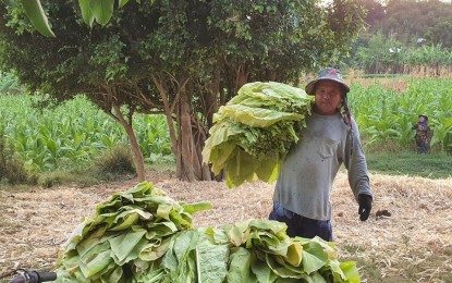 <p><strong>TOBACCO HARVEST</strong>. A farmer from Pinili, Ilocos Norte harvests tobacco leaves in this undated photo. Under the government's tobacco excise tax collection, tobacco-producing provinces get a share of it through agricultural support to farmers. <em>(File photo by Leilanie Adriano)</em></p>