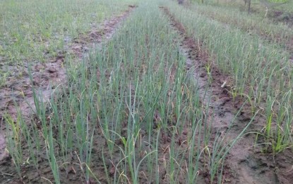 <p>Onion farm in Barangay Sinaja, Belison, Antique <em>(PNA photo courtesy of Ronald Ardeño)</em></p>