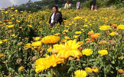 <p><strong>FLOWER GARDEN</strong>. Tourists visit the Northern Blossoms agri-tourism park in Atok town, Benguet province in this 2019 photo. Cherry Sano, municipal agriculture officer of Atok, on Wednesday (Feb. 1, 2023) said they expect tourists to drive up to Atok's Barangay Paoay to see frost-covered vegetation. <em>(PNA file photo by Liza T. Agoot)</em></p>