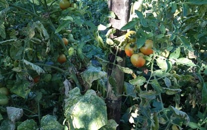 <p><strong>MARKET LINKAGE</strong>. The Department of Agriculture, through its Agribusiness and Marketing Assistance Division (AMAD), assists farmers in Lubao town, Pampanga province to sell their tomato produce directly to the buyers at reasonable prices. The DA initiated the move amid the low prevailing farmgate prices of tomatoes in the area. <em>(Photo courtesy of DA-AMAD Region 3)</em></p>