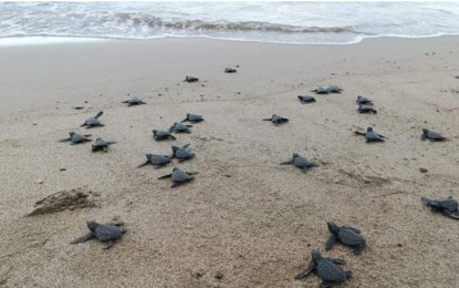 <div dir="auto"><strong>HATCHLINGS</strong>. A total of 45 baby sea turtles were released by Bantay Dagat personnel of Sipalay City, Negros Occidental province at the Poblacion Beach on Wednesday (Feb. 1, 2023). Their nest was found last November 2022 and was secured until the eggs hatched. <em>(Photo courtesy of Sipalay City LGU)</em></div>