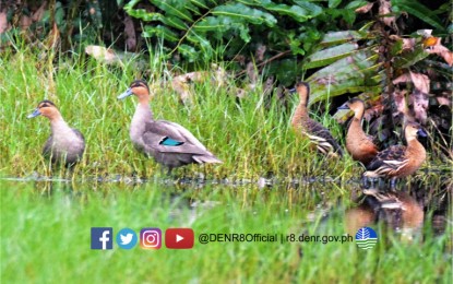 <p><strong>WATERBIRDS.</strong> Philippine Mallards and Wandering Whistling Ducks are spotted in Maqueda Bay in Jiabong, Samar in this undated photo. The Department of Environment and Natural Resources (DENR) has recorded at least 2,173 endemic and migratory waterbirds in its latest survey held in seven sites in Eastern Visayas from Jan. 9 to 20, 2023. <em>(Photo courtesy of DENR)</em></p>