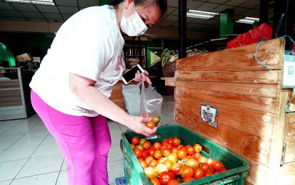 <p><strong>SPIKING TOMATO PRICES</strong>. A buyer picks fresh tomatoes inside the Agribusiness Development Center of the Department of Agriculture Kadiwa store along the Elliptical Road in Diliman, Quezon City on Feb. 3, 2023. The Department of Agriculture (DA) said on Wednesday (July 10, 2024) that prices of tomatoes will start to drop starting this week, after its highest price hit PHP220 per kilogram in Metro Manila. <em>(PNA file photo by Ben Briones)</em></p>