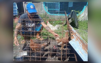 <p><strong>LIVELIHOOD ASSISTANCE</strong>. Undated photo shows a villager checking his free-range chickens given by the Daraga Municipal Agriculture Services Office (MASO) as part of the local government unit's intervention programs to uplift the lives of its constituents. The recipients from the marginalized sectors are solo parents, persons with disability (PWDs), parents of street children and farmers coming from 54 barangays.<em> (Photo courtesy of LGU-Daraga)</em></p>