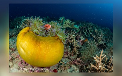 <p><strong>MORE PROTECTION.</strong> Panaon Island’s coral reef. The environmental group Oceana on Thursday (Feb. 9, 2023) welcomed the filing of Senate Bill 1690 to declare Panaon Island, one of the last remaining places in the Philippines with healthy and vibrant corals, as a protected seascape under the Expanded National Integrated Protected Areas System Act. <em>(Photo courtesy of Oceana)</em></p>