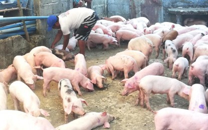 <p><strong>PIG DISPERSAL.</strong> A resident in Luba, Abra checks on the condition of piglets dispersed by the local government to 34 residents on Feb. 9, 2023. The animal dispersal program is a continuing intervention of the government to help residents have an extra source of income and sustain the pork supply of the province. <em>(PNA photo by Liza T. Agoot)</em></p>