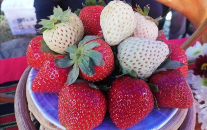 <p><strong>RED AND WHITE</strong>. The municipality of La Trinidad in Benguet province will showcase white strawberries, shown in this undated photo, for this year's Strawberry Festival which starts on March 6, 2023. The white berries will be part of a giant twin red and white strawberry cake. <em>(PNA photo by Liza T. Agoot)</em></p>