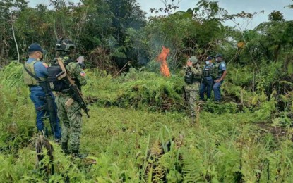 <p><strong>MARIJUANA PLANTATION.</strong> Policemen destroy a marijuana plantation in Barangay Bato-Bato, Maguing, Lanao del Sur on Friday (Feb. 17, 2023). Some 25,000 fully grown marijuana plants worth PHP5 million were uprooted and burned by the police raiding team. <em>(Photo courtesy of Area Police Command-Western Mindanao)</em></p>