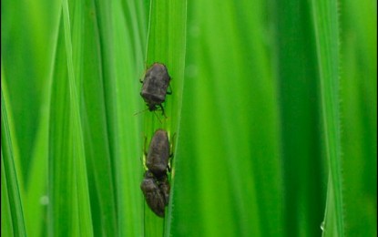 <p><strong>ATTACK ON RICE</strong>. Rice black bugs are sap-feeding insects that attack rice plants in almost all stages of growth. The Department of Agriculture, in its advisory, said it is one of the pests that normally attack during the first quarter of the year. <em>(File photo by DA-PhilRice)</em></p>