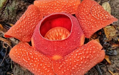 <p><strong>GIGANTIC BLOOM</strong>. A Rafflesia speciosa blooms at the Sibalom Natural Park (SNP) in Barangay Imparayan, Sibalom town, Antique province in this photo taken on Feb 10, 2023. Joery Oczon, SNP Deputy Protected Area superintendent, said on Wednesday (Feb. 22) that February to March is the blooming season for the flower.<em> (Photo courtesy of Sibalom Natural Park)</em></p>