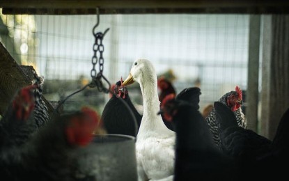 Bird flu kills thousands of sea birds, marine animals in Peru