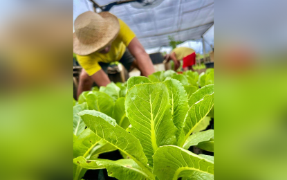 Community gardens under Marcos admin up to 27K from 2K