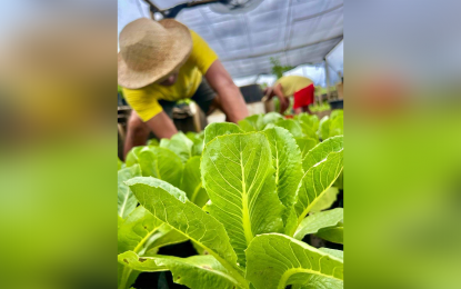 <p><strong>JAIL GARDENING.</strong> "Manuel" and "Lakay," both persons deprived of liberty at the Davao City Jail-Annex due to drug-related cases, make their time worthwhile by engaging in urban gardening. Despite their situation, the two manage to provide a little extra for their respective families from their produce. <em>(Photo courtesy of Davao City Jail-Annex)</em></p>