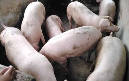 <p><strong>ASF-FREE</strong>. An undated photo of live hogs taken from Antique, one of the provinces in Western Visayas that remains free of African swine fever (ASF). The Department of Agriculture encourages farmers from ASF-free areas to continue raising hogs. <em>(PNA file photo)</em></p>