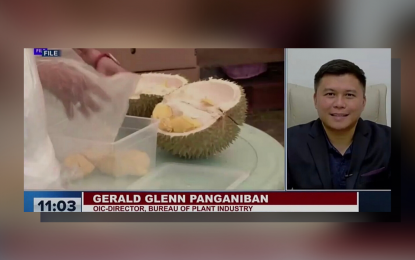 <p><strong>DURIAN EXPORTS</strong>. Bureau of Plant Industry Director officer-in-charge Gerald Glenn Panganiban shares updates on the country's durian export program to China during the Laging Handa public briefing on Tuesday (Feb. 28, 2023). Panganiban said the government expects to expand durian-producing farms as producers comply with the requirements of the Chinese government. <em>(Screengrab)</em></p>