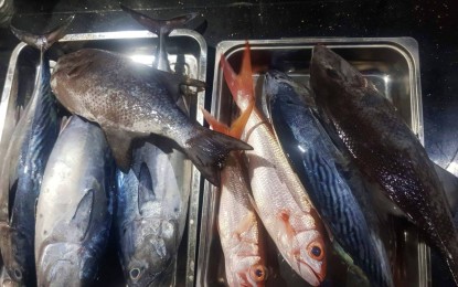 <p><strong>BOUNTIFUL HARVEST</strong>. Fresh marine products such as varieties of fish are sold at P150 to P200 per kilo in the coastal villages of Datu Blah Sinsuat and Datu Odin Sinsuat towns, both in Maguindanao del Norte province.  The Philippine Statistics Authority bared Wednesday (March 1, 2023) that the Bangsamoro Autonomous Region in Muslim Mindanao (BARMM) has maintained its ranking as the country’s top fish producer from 2012 to 2022.<em> (Photo courtesy of Datu Blah Sinsuat Fish Vendors Association)</em></p>