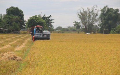 <p><strong>HYBRID RICE PROGRAM</strong>. Central Luzon farmers are in full support of the implementation of the government's program that promotes the use of hybrid rice varieties. They strongly believe that the country’s goal of rice sufficiency can be attained through the hybrid rice program. <em>(File photo courtesy of DA Region 3)</em></p>