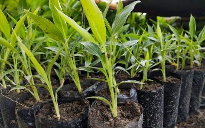 <p><strong>NEW PLANTS</strong>. Some of the abaca planting materials produced by a government-owned tissue culture laboratory in Abuyog town, Leyte province. The shortage of planting materials is a huge setback in the drive of the Philippine Fiber Industry Development Authority (PhilFIDA) to expand the plantation of abaca in Eastern Visayas region. <em>(Photo courtesy of PhilFIDA)</em></p>