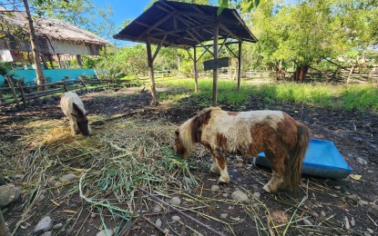 <p><strong>UNDERNOURISHED</strong>. A couple of ponies graze inside the Dreamland Zoo and Adventure Park in Amlan, Negros Oriental. The zoo animals are suffering from malnourishment as efforts from private individuals are underway to help restore them to good health amid an ongoing "controversy" on the operations of the facility. <em>(Photo courtesy of Corrine Alexa Saligue</em>)</p>