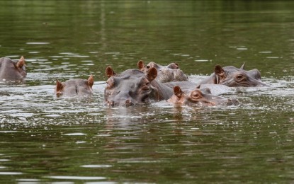 <p>Escobar's herd of 'cocaine hippos' are seen swimming close to the Magdalena River in Doradal, Colombia in March 2022.</p>