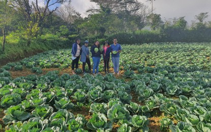 <p><strong>CABBAGE OVERLOAD.</strong> Eran Lagos (right), Epicurean Partners Exchange, Inc. brand representative and Amy Rosales (second from right), Mamala Vegetable Farmers president, visit a cabbage farm in Barangay Mamala in Sariaya, Quezon on Sunday (March 5, 2023). The farmers will supply raw cabbage, carrots and herbs to the company’s food chains. <em>(Photo courtesy of Eran Lagos)</em></p>
