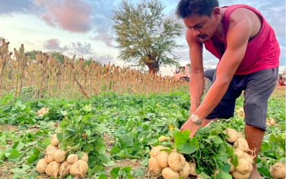 <p><strong>GOOD HARVEST</strong>. A farmer from Barangay Sta. Maria, Laoag City, Ilocos Norte harvests singkamas (Mexican turnip) in this undated photo. Soon, an agricultural trading center will be set up in Batac City to link farmers to wholesalers and direct consumers. <em>(File photo by Leilanie Adriano)</em></p>