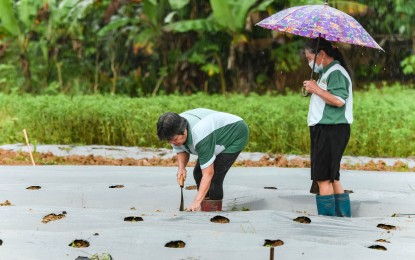 <p><strong>FOOD PRODUCTION.</strong> A vegetable garden in Sto. Niño village in Tacloban City, the model of the new food sufficiency program in Eastern Visayas region. The Department of the Interior and Local Government (DILG) has asked villages in Eastern Visayas to participate in the nationwide food sufficiency program to help mitigate the effects of high food prices. <em>(Photo courtesy of DILG Region 8)</em></p>